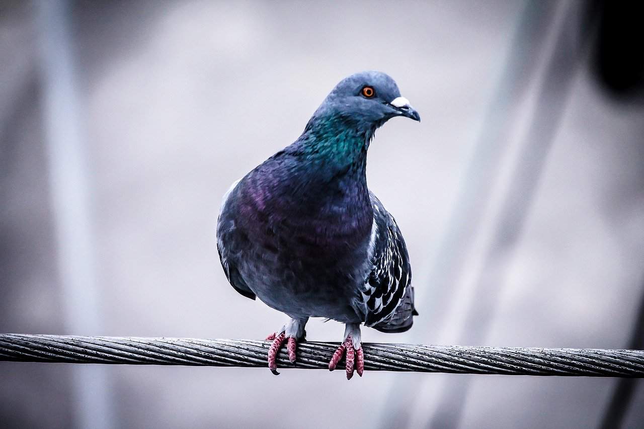 Pigeons